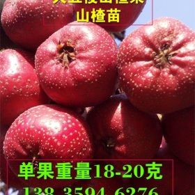 山西山楂树产地=哪里有山楂树批发=6-7-8公分山楂树