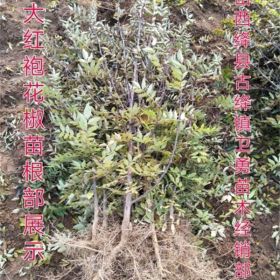 2年花椒苗种植结果早 2年大红袍+狮子头花椒苗价格