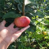 蘋果樹苗新品種 維納斯黃金蘋果樹苗多少錢 評(píng)樹苗基地