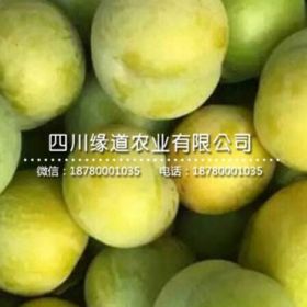 云南蜂糖李苗批发,蜂糖李树苗价格,1公分蜂糖李子苗哪里有