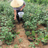 苹果树苗早熟品种推荐 2公分早熟鲁丽苹果树苗