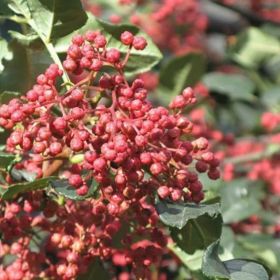 山东大红袍花椒树苗、花椒树苗基地直发价 九叶青花椒苗易成活