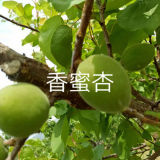 早熟杏樹苗，珍珠油杏樹苗基地，兩公分杏樹苗,北方種植果樹苗木