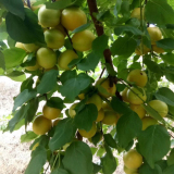 早熟杏樹苗，甜杏樹苗，高產杏樹苗批發(fā),北方種植果樹苗木