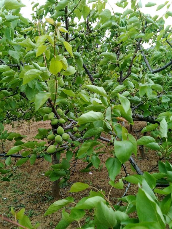 金太阳杏树苗价格，荷兰香蜜杏树苗多少钱，杏树苗哪种好,北方种植果树苗木