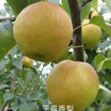 2公分3公分玉露香梨樹(shù)苗價(jià)格 玉露香梨樹(shù)苗批發(fā)