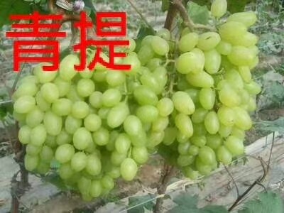 克倫生葡萄樹(shù)苗