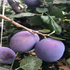 西梅蓝蜜树苗  繁育基地 大量供应