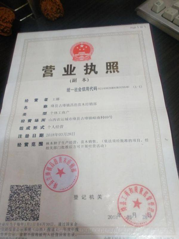 10公分核桃樹