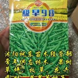 原廠袋裝白菜型極早98油菜籽種子花矮稈高產(chǎn)油耐旱冬抗病倒