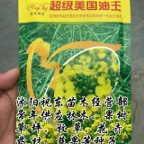 秋播甘藍型半冬性高產美國油王油菜籽種子矮稈晚熟抗病倒