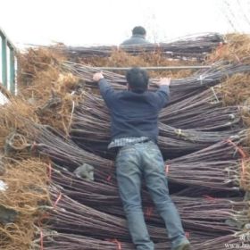 红色之爱苹果树苗、红色之爱苹果树树苗、红色之爱苹果树苗新品种