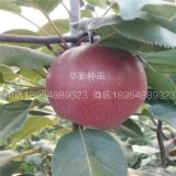 奧紅一號(hào)紅梨樹(shù)苗多少錢(qián)一株