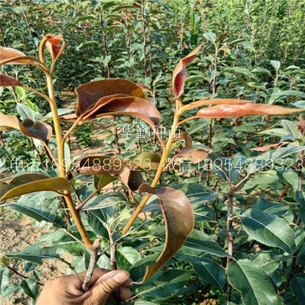 奥红全红梨树苗几月种植成活率高