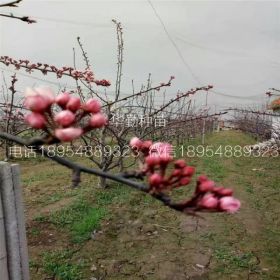 奥红一号红梨树苗种植技术介绍