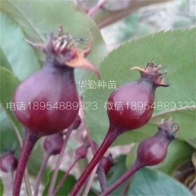 泰安紅梨樹苗種植技術(shù)介紹