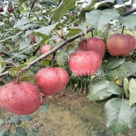 山東紅梨樹苗大型育苗場