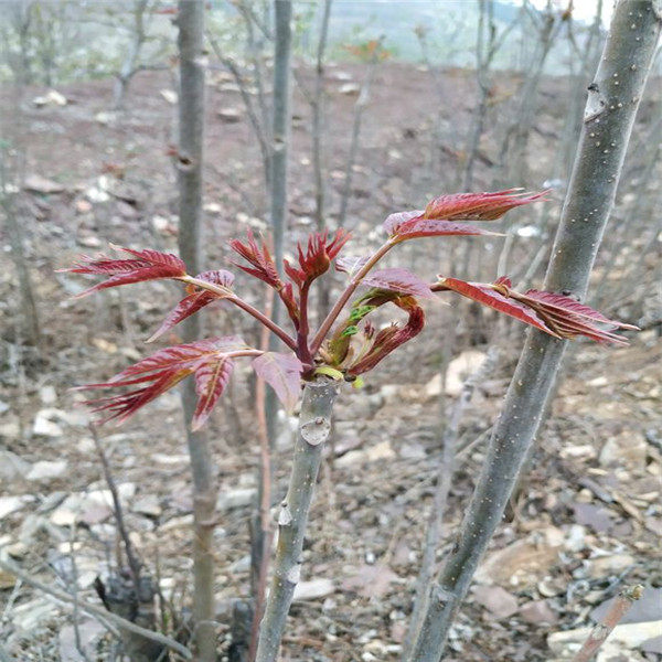 红油香椿苗