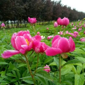 芍药陕西芍药花、营养钵芍药