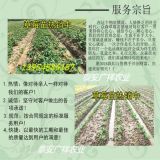 供應寧玉草莓苗 山東寧玉草莓苗品種基地