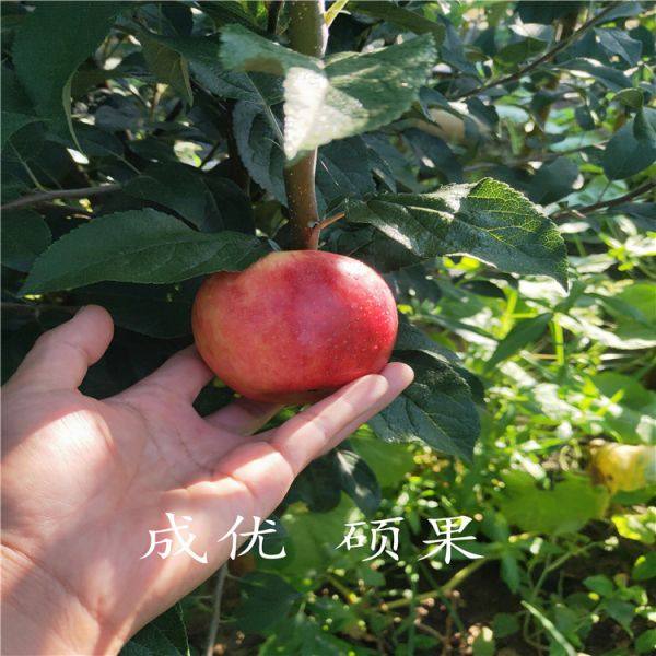 蘋果樹苗3公分