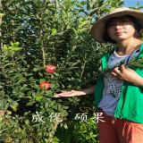 买苹果树苗应注意的问题 矮化华硕苹果树苗基地