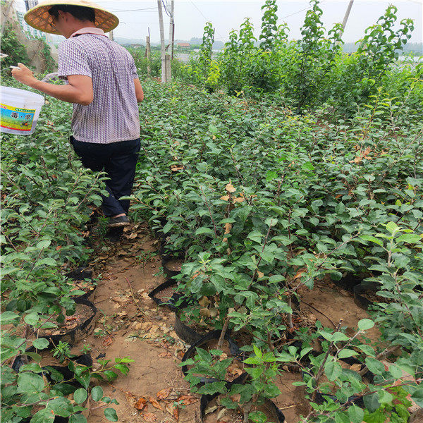 華碩蘋果樹苗