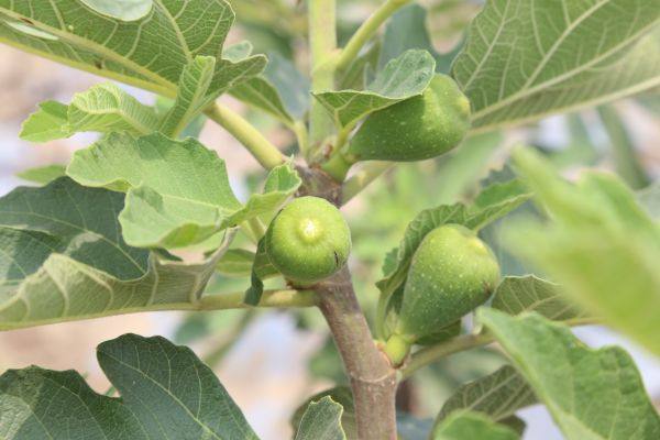 青皮無(wú)花果樹(shù)苗