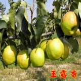 梨樹(shù)苗價(jià)格 大量批發(fā)梨樹(shù)苗 梨樹(shù)苗新品種 梨樹(shù)苗種植管理技術(shù)