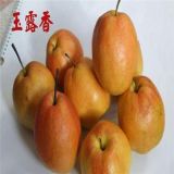 2公分玉露香梨樹苗價(jià)格 新品種梨樹苗 南方北方種植梨樹苗