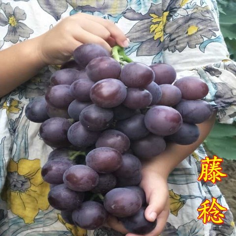 克倫生葡萄樹(shù)苗