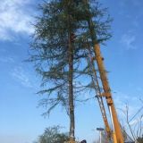 農戶苗圃種植價格5米6米7米雪松價格