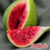 山東無(wú)花果苗價(jià)格 批發(fā)無(wú)花果樹(shù)苗 無(wú)花果樹(shù)苗哪個(gè)品種好