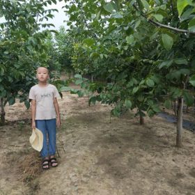 酥脆梨树苗 基地梨树苗价格多少钱一棵