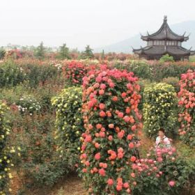 柱型月季，月季花柱，南阳月季花柱