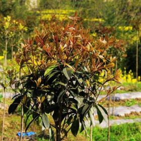 花椒、臨沂大紅袍花椒苗、大紅袍花椒樹苗價格