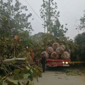 法国梧桐价格_法国梧桐产地_法国梧桐绿化苗木苗圃基地