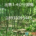 山西國(guó)槐產(chǎn)地價(jià)格=2-3-4-5-6-7-8公分國(guó)槐批發(fā)