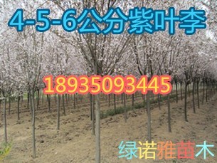 山西紫叶李产地=4-5-6-7-8-10公分紫叶李价格