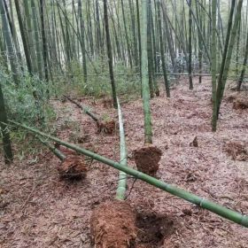 雷竹图片 雷竹报价 雷竹批发 雷竹价格