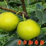 庫(kù)爾勒香梨苗 果樹(shù)苗木批發(fā) 梨樹(shù)苗種植管理技術(shù) 嫁接梨樹(shù)苗