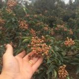 臨沂花椒苗基地、批發(fā)大紅袍花椒苗