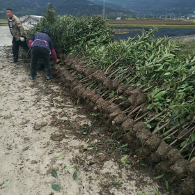 300公分法国冬青价格