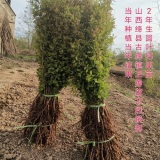 山西鈣果苗產(chǎn)地供應(yīng) 農(nóng)大鈣果苗6號7號8號9號10號