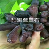 这有甜蜜蓝宝石葡萄苗 甜蜜蓝宝石葡萄苗价格