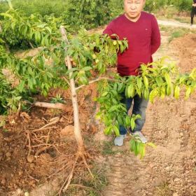 毛桃苗价格  1年生毛桃苗根系好成活率高嫁接桃树的优质沾木