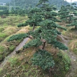 五针松基地 造型五针松价格 五针松图片