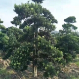 造型羅漢松出售 羅漢松批發(fā)基地 羅漢松價(jià)格