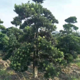 造型罗汉松出售 罗汉松批发基地 罗汉松价格