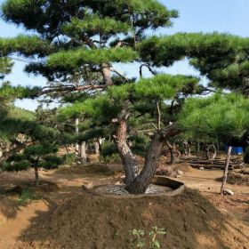 出售泰山造型松 泰山平顶松